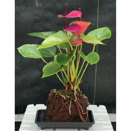 Paisaje Flowering Anthurium Andraeanum Hawaiian Lava Rock Small Talk Tree, Purple PA2806804